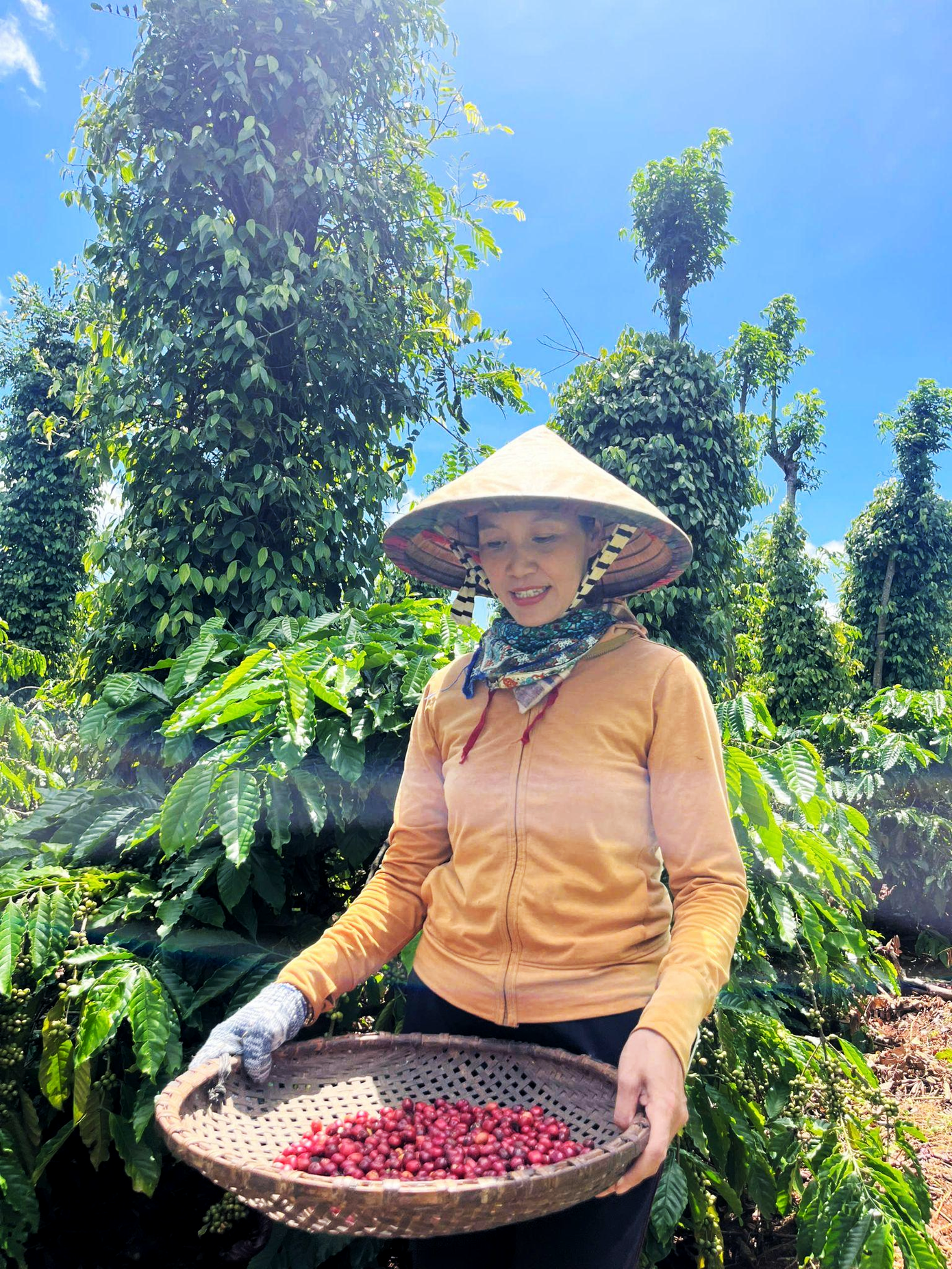 Ra vườn để hái những quả bói sớm, chị Mai Thị Nhung đếm từng ngày cà phê được thu hoạch Ra vườn để hái những quả bói sớm, chị Mai Thị Nhung đếm từng ngày cà phê được thu hoạch