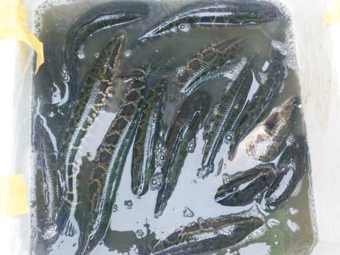 Còn đây là cá quả Trung Quốc. Còn đây là cá quả Trung Quốc