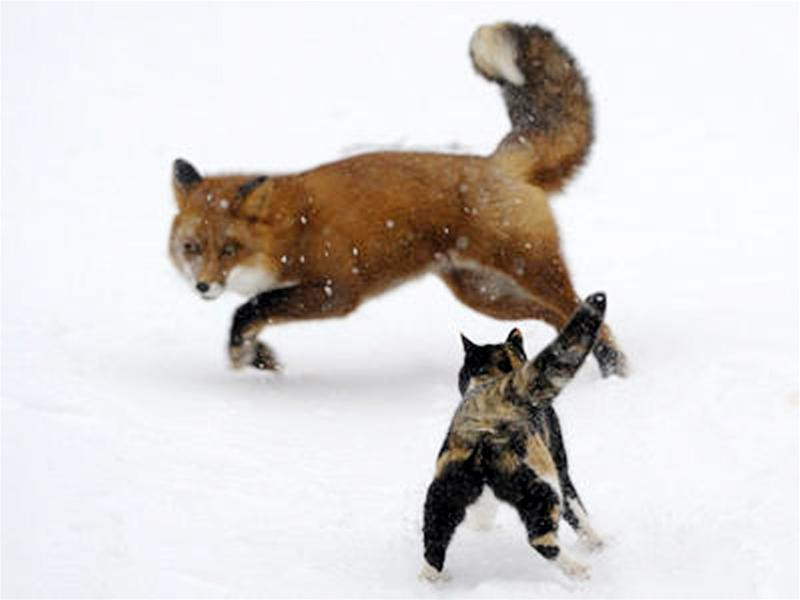 Một chú sói nhảy qua hàng rào trong cuộc đi săn của mình, Luis Rodriguez (người Tây Ban Nha - tác giả bức ảnh) nói rằng tấm hình này đã xác định sự nghiệp của anh Đây là bức ảnh dành giải thưởng trong thể loại đen - trắng, Danny Green đã sử dụng máy ảnh với tốc độ chụp chậm để ghi lại chuyển động của hàng trăm nghìn con chim trên bầu trời Phải mất 16 năm, Fergus Gill (Scotland) mới ghi lại được hình ảnh hai chú chim cổ vàng chiến đấu với nhau trên mặt những bông tuyết Một chú mèo đang doạ dẫm một con cáo to gấp 3 lần nó, ảnh do nhiếp ảnh gia Igor Spilenok (Nga) chụp Hai chú khỉ tranh giành nhau uống nước tại một vòi nước tự động, Andrew Forsyth - Nhiếp ảnh gia người Anh đã nhanh chóng chộp lại khoảnh khắc rất “trẻ con” của chúng