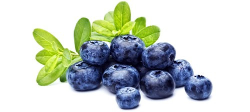 OTIV tinh chiết từ Blueberry giúp chống gốc tự do, bảo vệ mạch máu và các tế bào thần kinh. OTIV tinh chiết từ Blueberry giúp chống gốc tự do, bảo vệ mạch máu và các tế bào thần kinh