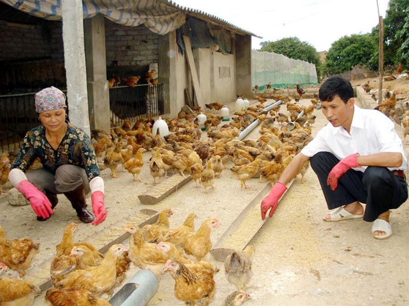 Mô hình nuôi gà kết hợp với giun quế của gia đình ông Lý