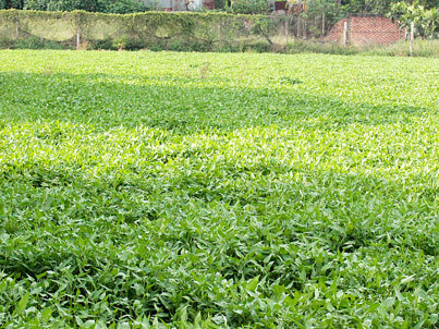 Hiện trường vụ án