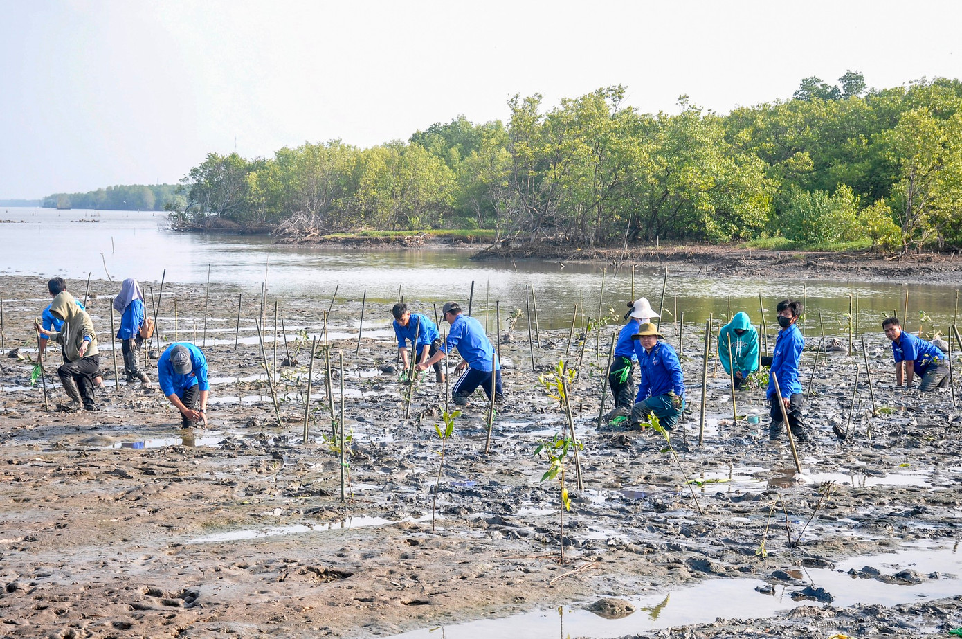 Thanh niên Cà Mau trồng cây tại khu vực bãi bồi ngập mặn.