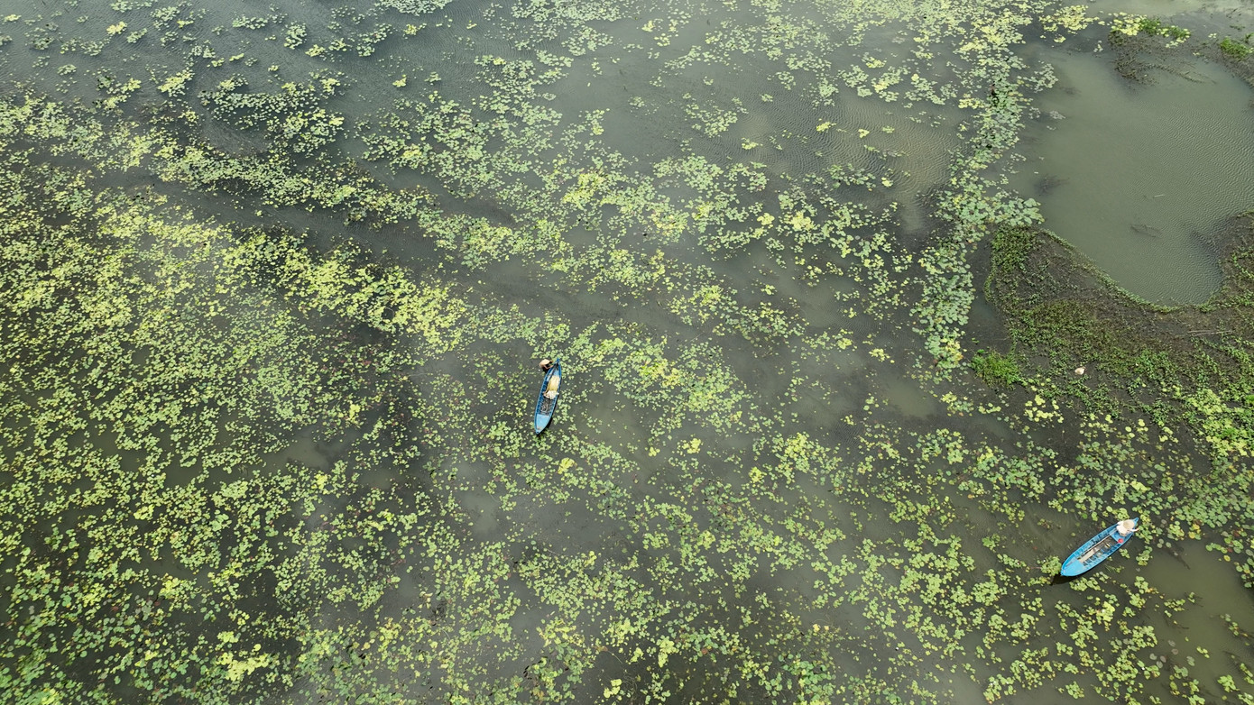 Bông súng "ma" là loại rau đặc sản, phổ biến ở miền Tây, nhất vào mùa nước nổi. Bông súng mọc dại khắp nơi, từ sông rạch, đồng ruộng ngập nước.