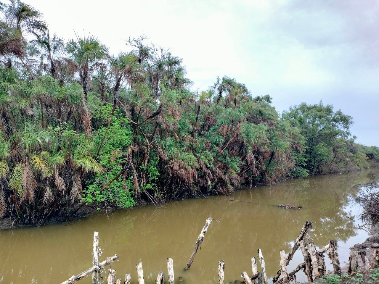 Theo bản đồ địa chính lập năm 2017, khu đất có diện tích hơn 15,3 ha, loại đất rừng phòng hộ, với đặc điểm chủ yếu rừng cây Chà Là.