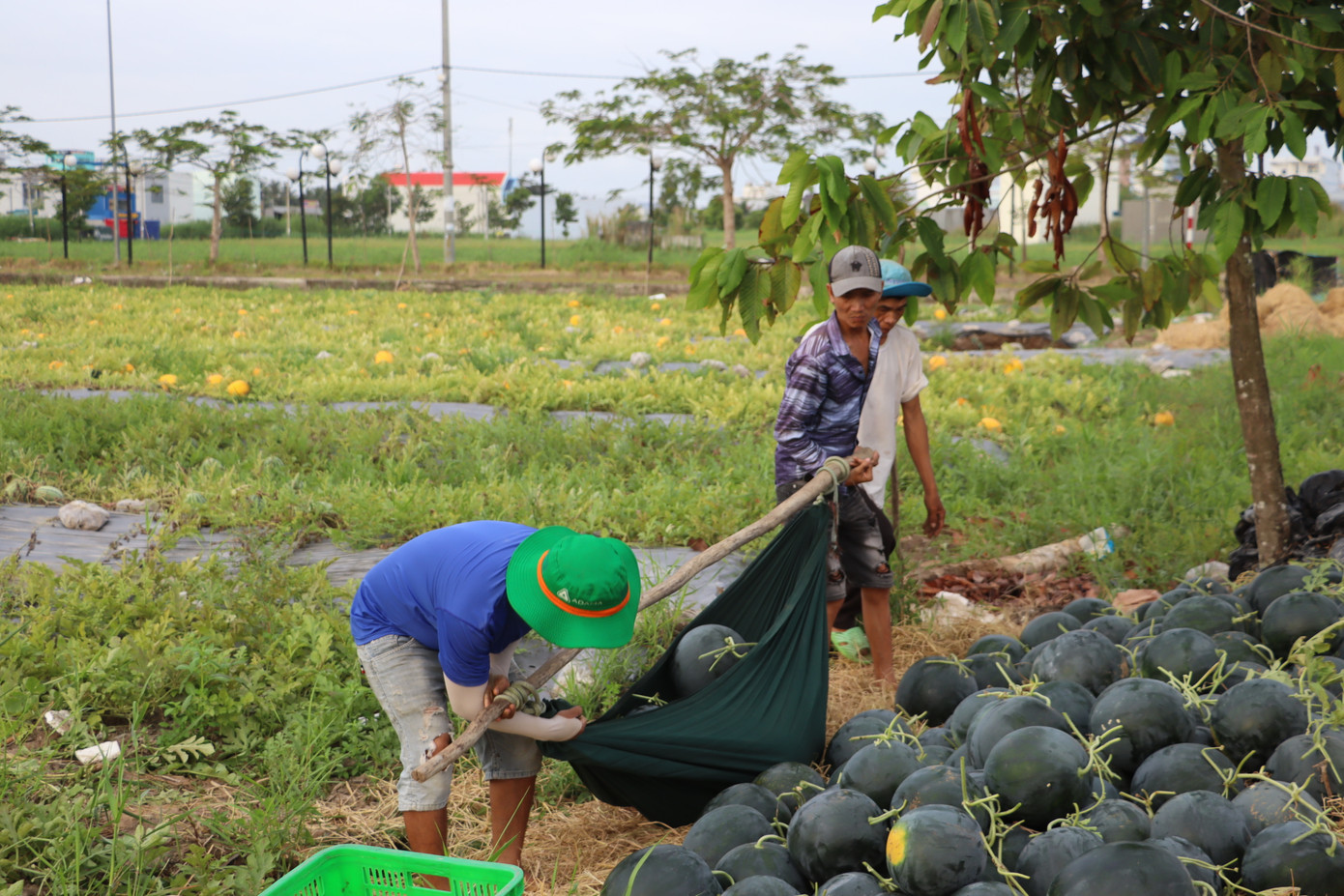 Mỗi chuyến võng gánh được từ 8 đến 9 trái dưa loại lớn. Mỗi chuyến võng gánh được từ 8 đến 9 trái dưa loại lớn.