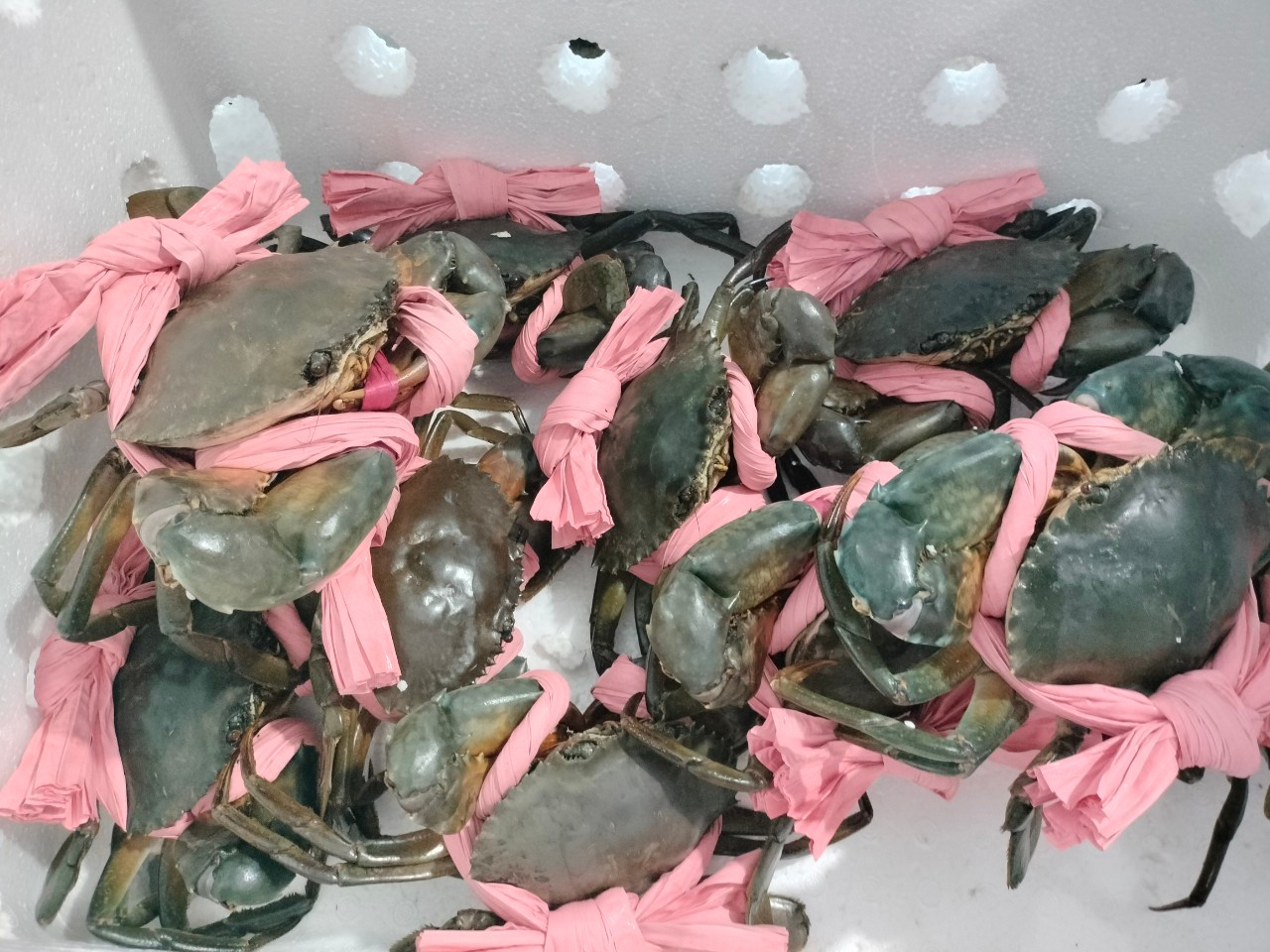 Tình hình mua bán cua những ngày qua diễn ra bình thường. Tình hình mua bán cua những ngày qua diễn ra bình thường.