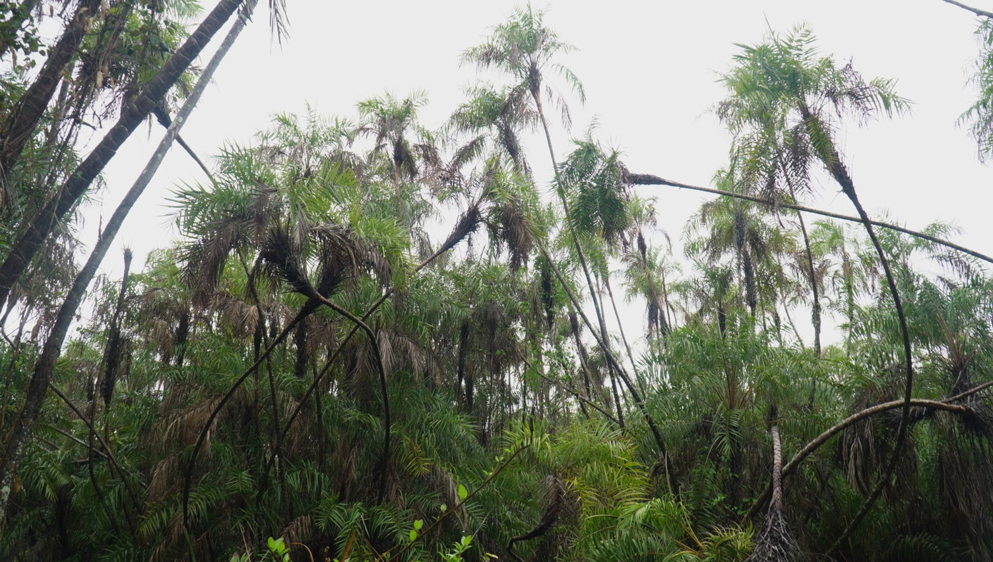 Năm 1999, tỉnh Cà Mau phê duyệt dự án đầu tư Khu bảo tồn thiên nhiên vườn chim Chà Là. Tuy nhiên do công tác đầu tư, quản lý chưa tốt trong thời gian dài, khu vườn chim này chưa mang lại hiệu quả như mong muốn, chim dần thưa vắng.