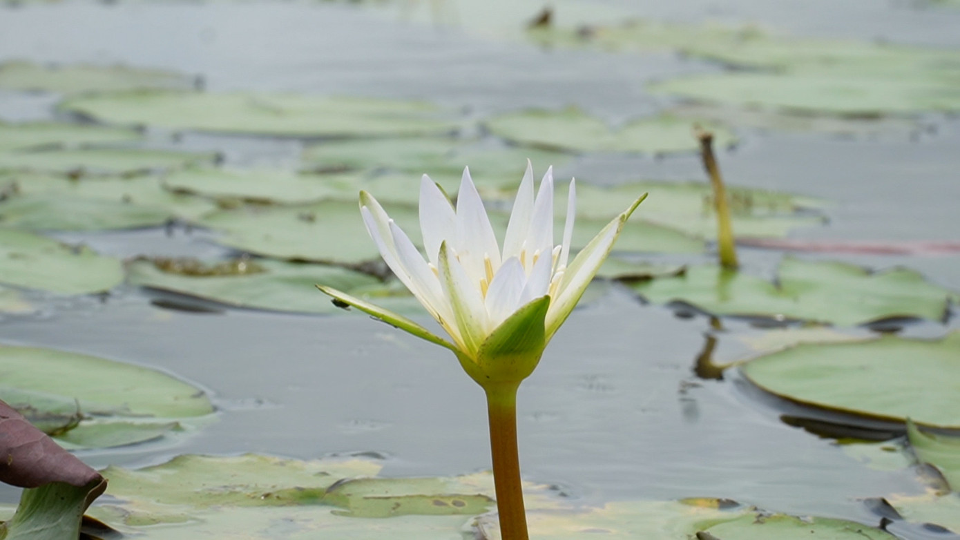 Nước đến đâu bông súng vươn theo đến đó, có những vùng nước sâu bông súng dài vài mét, những vùng nước thấp bông súng cũng được hơn 1 m.