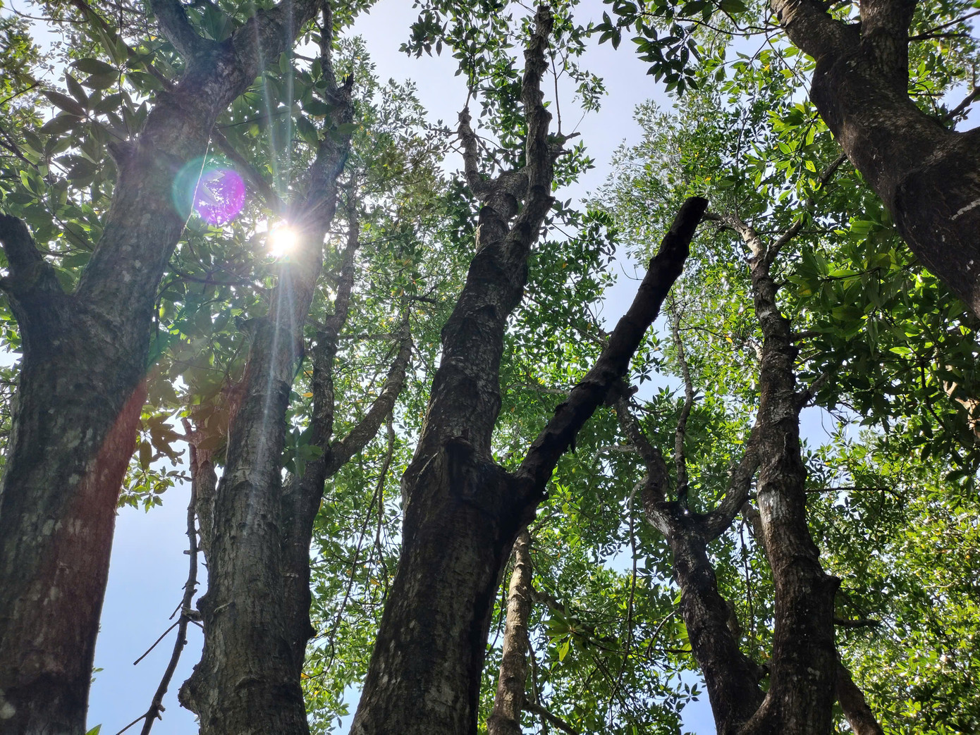 Theo chủ nhân cây đước, từ năm 1980 khi nhận giao khoán đất rừng, gia đình đã thấy cây đước này có từ lâu đời, được gia đình giữ làm cây giống. Đến nay, gia đình đã gìn giữ qua 2 thế hệ.