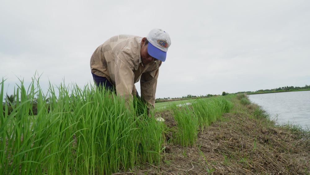 Ông Nguyễn Văn Tươi (50 tuổi, ấp 9, xã Trí Lực, huyện Thới Bình) cho biết, bà con tận dụng bờ vuông gieo mạ được khoảng 25 ngày tuổi rồi nhổ rải đều xuống vuông tôm để cho nhân công tiến hành ném.