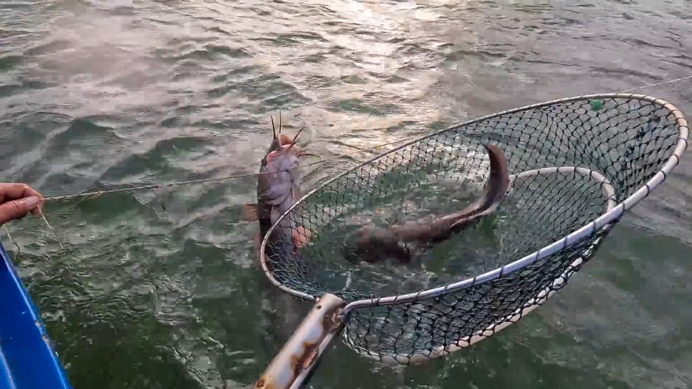 Loại câu này chỉ bắt được những loại cá da trơn lớn, những cá nhỏ sẽ có thời gian sinh trưởng, tránh việc khai thác quá mức gây ảnh hưởng nguồn lợi thủy sản. Loại câu này chỉ bắt được những loại cá da trơn lớn, những cá nhỏ sẽ có thời gian sinh trưởng, tránh việc khai thác quá mức gây ảnh hưởng nguồn lợi thủy sản.