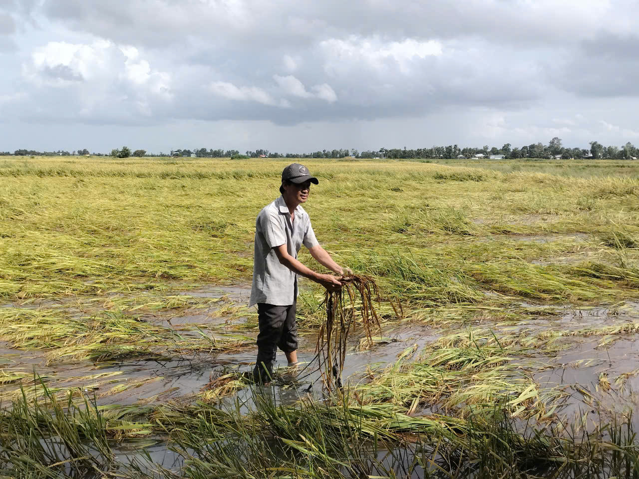 Tỉnh Bạc Liêu còn khoảng 216 ha diện tích lúa mất trắng do ngã đổ, ngâm trong nước. Tỉnh Bạc Liêu còn khoảng 216 ha diện tích lúa mất trắng do ngã đổ, ngâm trong nước.
