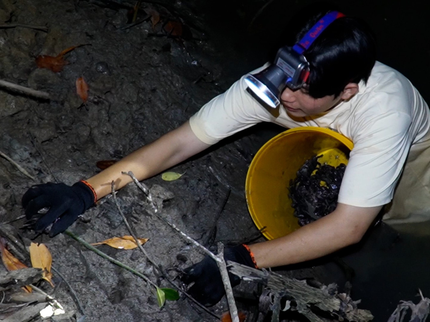 Bắt ba khía rất dễ, chỉ cần một bao tay, đèn pin, thùng đựng, nhanh nhẹn và chịu khó lội bùn là mỗi đêm có thể bắt được từ 2-5kg.