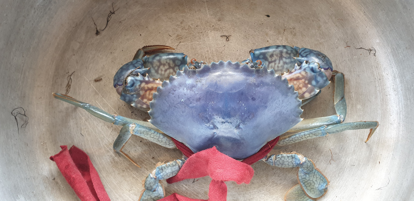 Con cua có màu xanh tím hoạt động bình thường như những con cua khác.