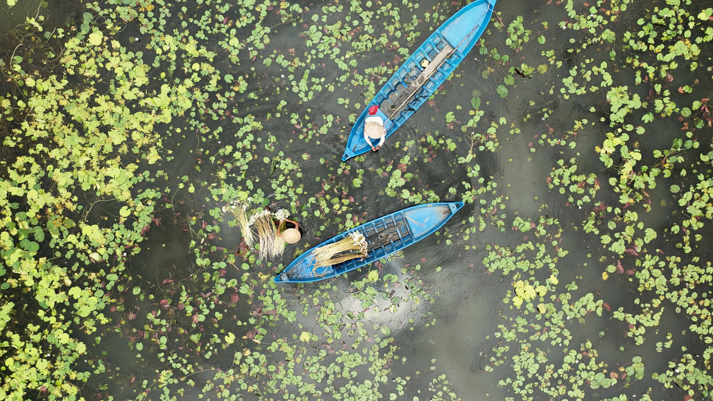 Bông súng "ma" và mùa nở rộ trắng cả cánh đồng.