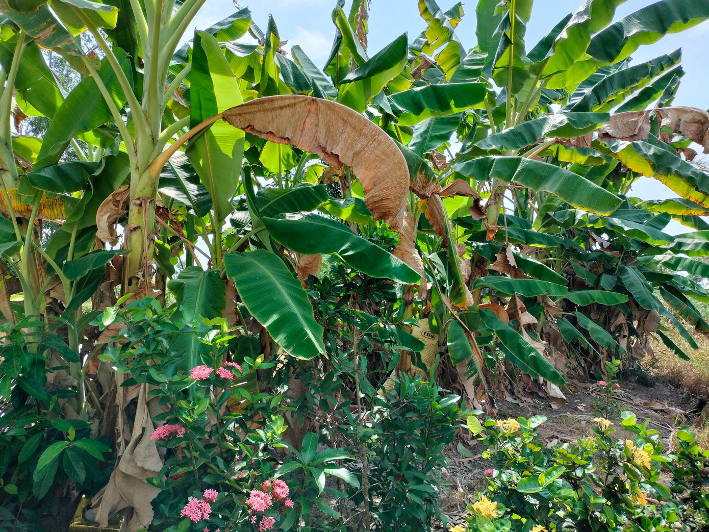 Cây chuối là cây trồng phổ biến nơi đây và nghề ép chuối khô theo đó cũng dần phát triển.