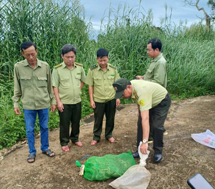 Hai cá thể động vật hoang dã được thả về rừng. Hai cá thể động vật hoang dã được thả về rừng.