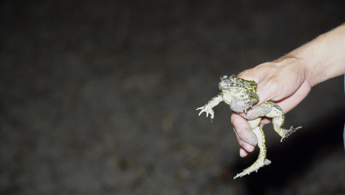Em Cao Chí Nhân (ngụ xã Tân Lộc, huyện Thới Bình) cho biết, mắt ếch phản chiếu lại ánh đèn pin. Người bắt ếch cần thính tai và nhanh nhạy để xác định vị trí của ếch.