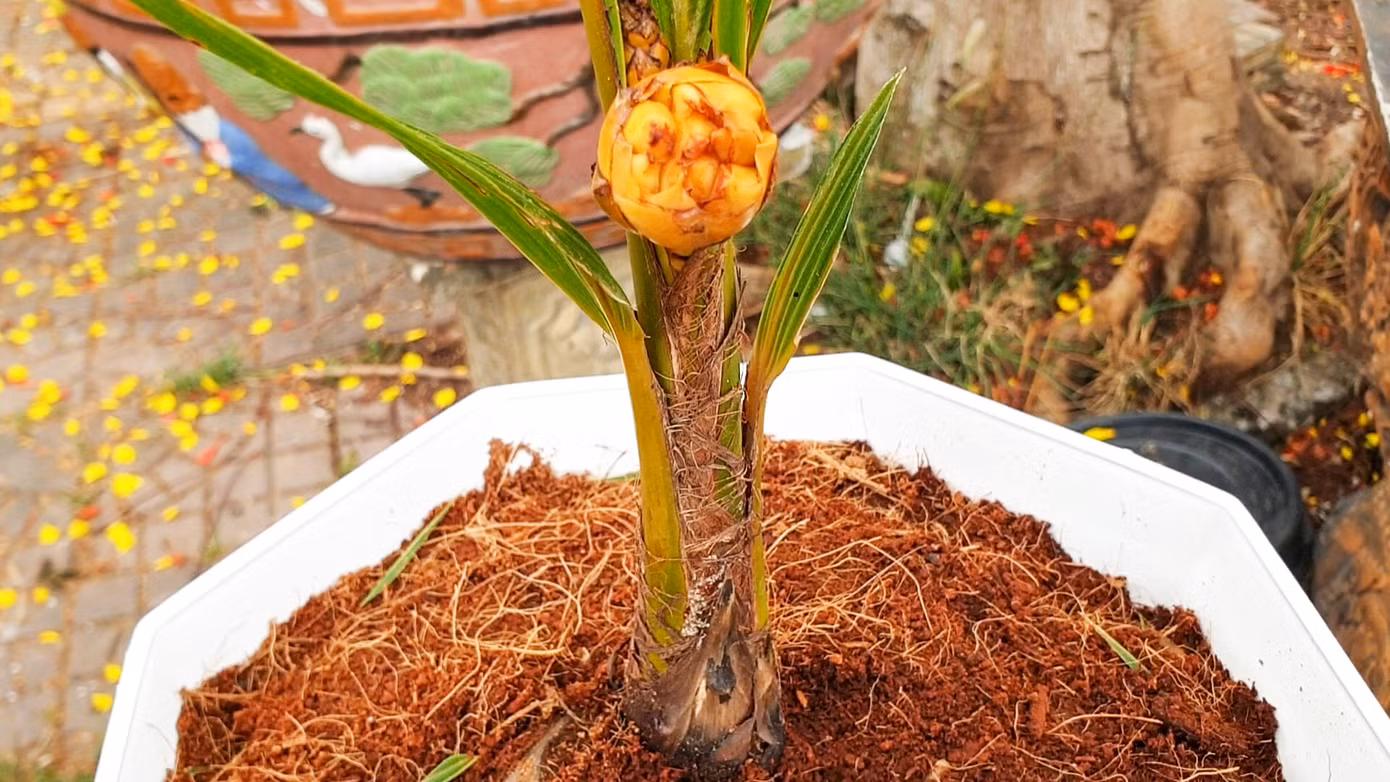 Cây dừa kỳ lạ ở Cà Mau chỉ mới trồng 6 tháng đã ra hoa và chuẩn bị kết trái. Cây dừa kỳ lạ ở Cà Mau chỉ mới trồng 6 tháng đã ra hoa và chuẩn bị kết trái.