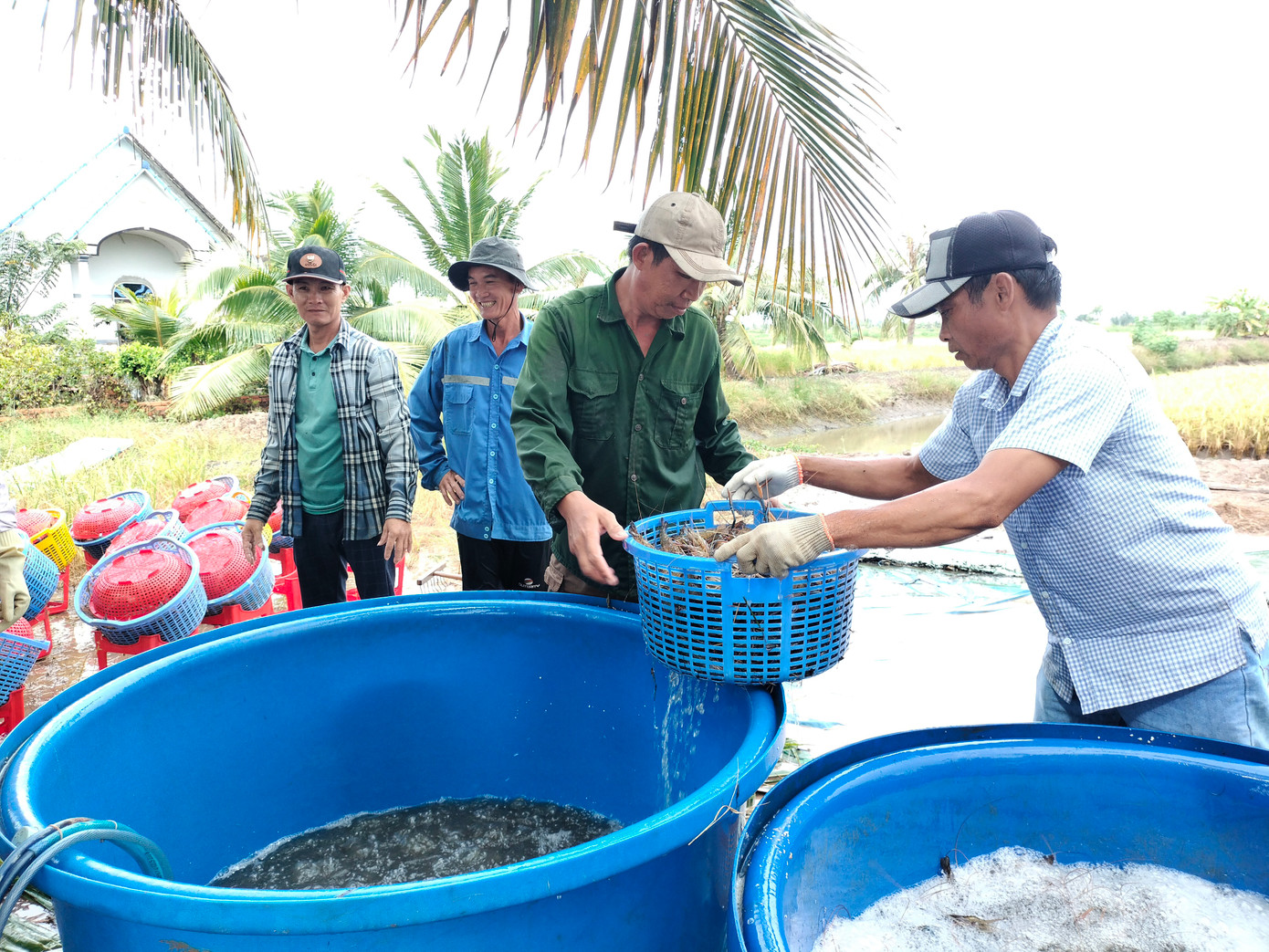 Thương lái chuẩn bị sẵn thùng nhựa chạy ô-xy để giữ tôm còn tươi sống khi vận chuyển lên TPHCM tiêu thụ.