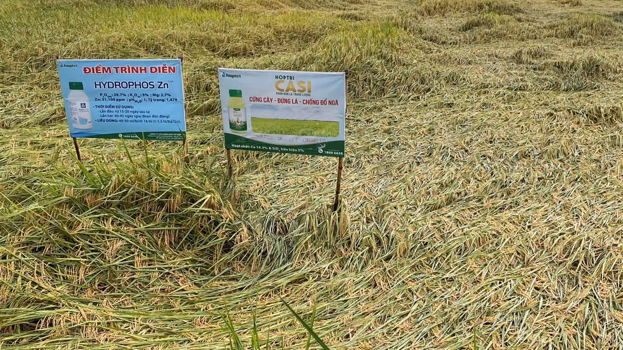 Nhiều diện tích lúa ở Bạc Liêu bị đổ dù sắp thu hoạch.