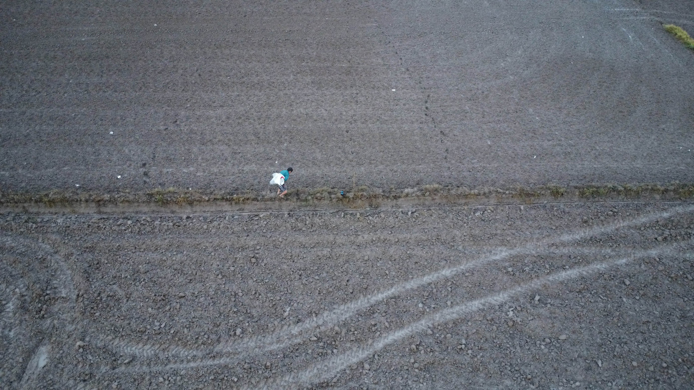 Những đêm mưa rả rích, khi nước trên đồng nhiều, ếch sẽ ra bắt cặp. Lúc đó, ếch sẽ dạn hơn bình thường.