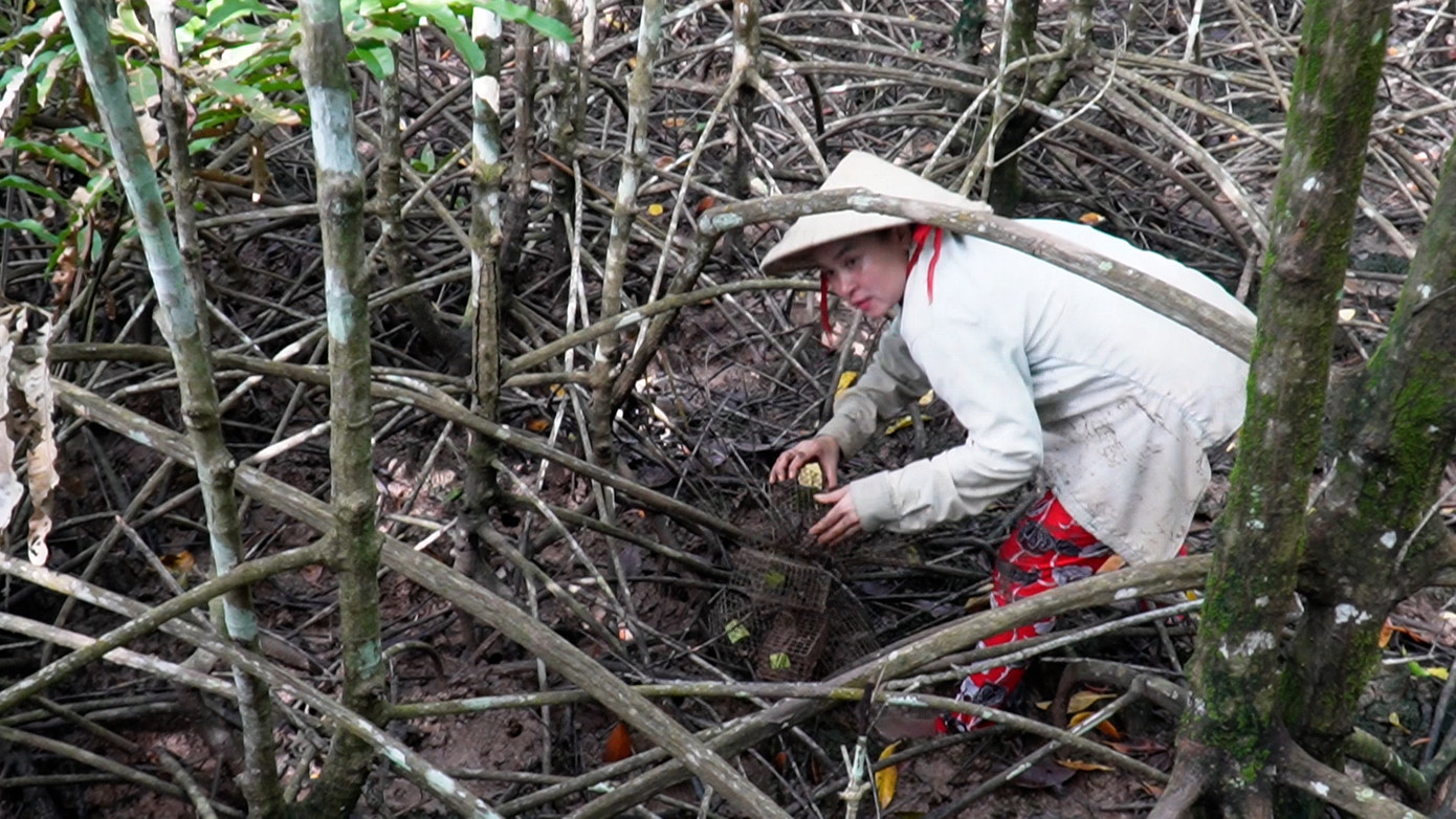 Đặt bẫy chù ụ phải là người có nhiều kinh nghiệm xác định hang.