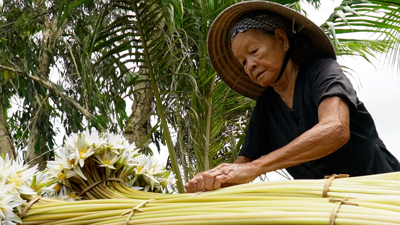 Bông súng thường nở vào ban đêm, cuống hoa nhỏ, hoa nổi trên mặt nước nên nước ngập tới đâu hoa vươn dài theo tới đó. Bông súng thường có màu trắng, tím, hồng.