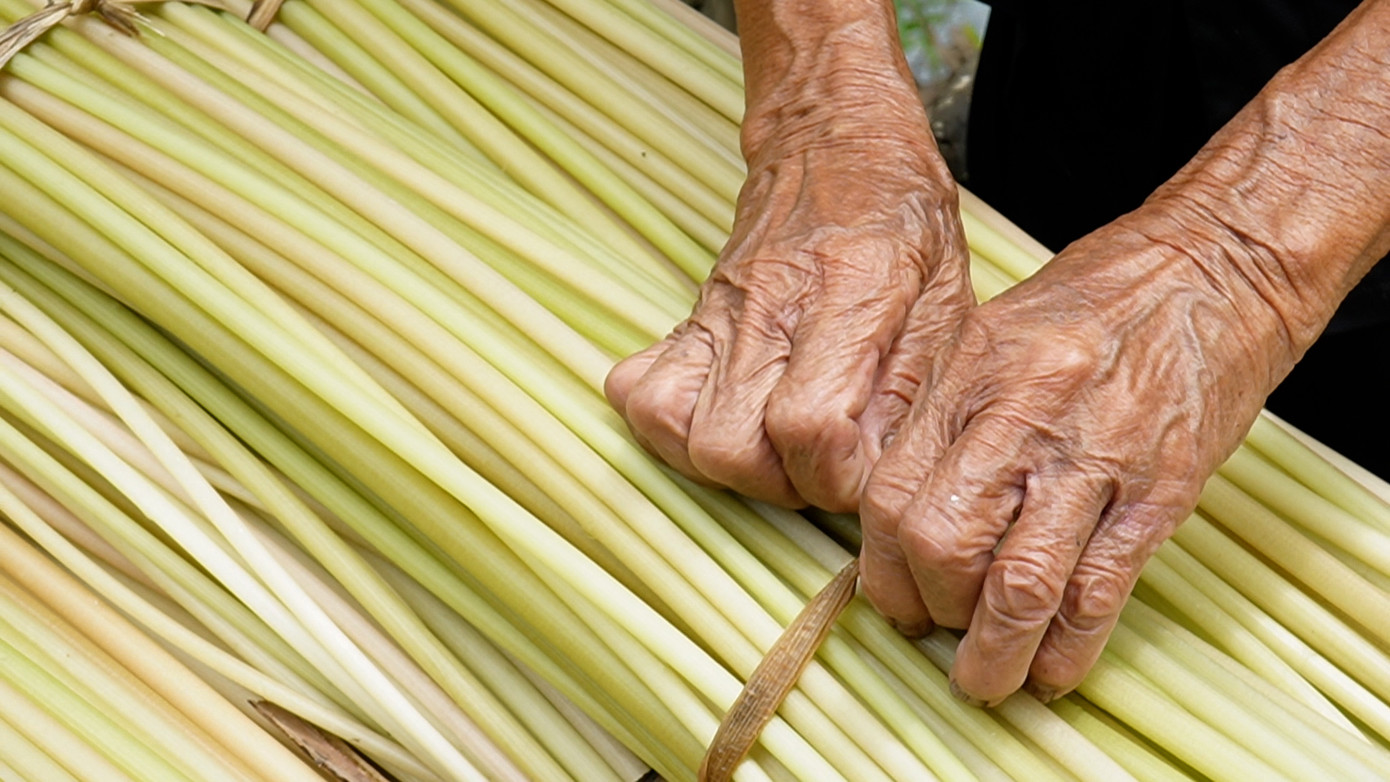 Bông súng "ma" ăn mềm hơn bông súng đồng nên được thương lái thu mua nhiều.