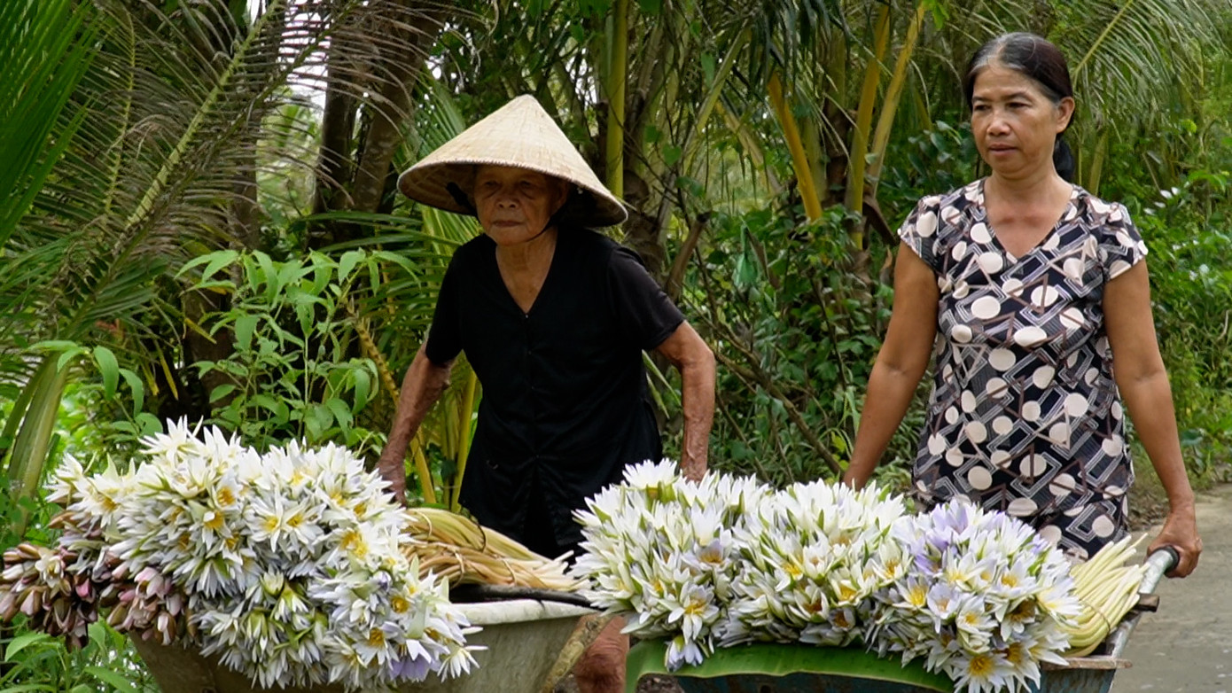 Mùa thu hoạch súng dại thường bắt đầu từ tháng 9 đến tháng 11 Âm lịch.