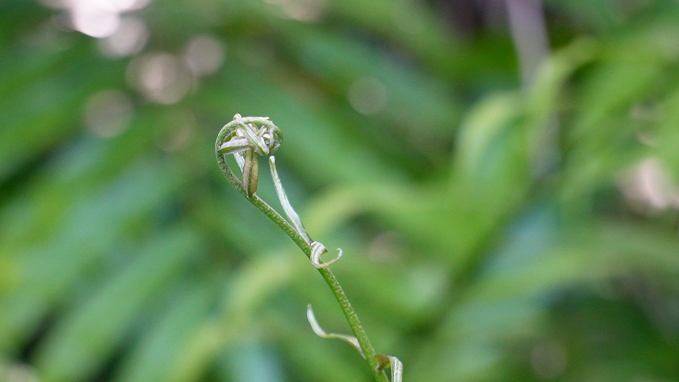 Đọt choại (một loài cây họ dương xỉ) khi còn non sẽ bung ra như dấu chấm hỏi, giòn mềm, từ lâu đã được xem như loại rau làm thực phẩm chế biến nhiều món ăn. Đọt choại (một loài cây họ dương xỉ) khi còn non sẽ bung ra như dấu chấm hỏi, giòn mềm, từ lâu đã được xem như loại rau làm thực phẩm chế biến nhiều món ăn.