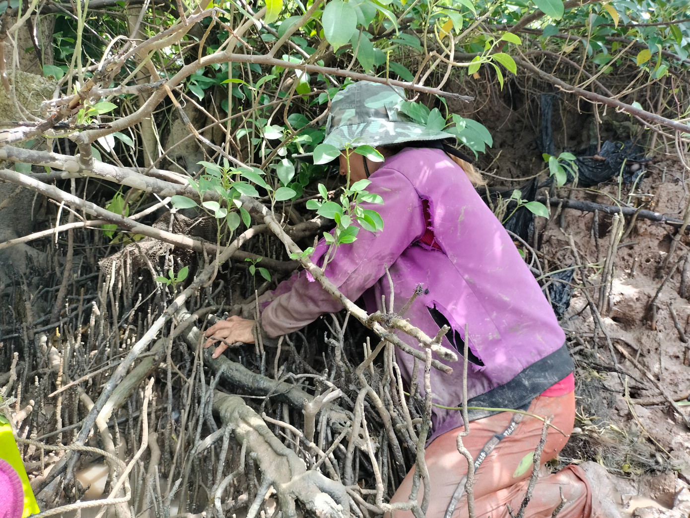 Người dân nơi đây thường lội bùn bắt chem chép bằng tay không.