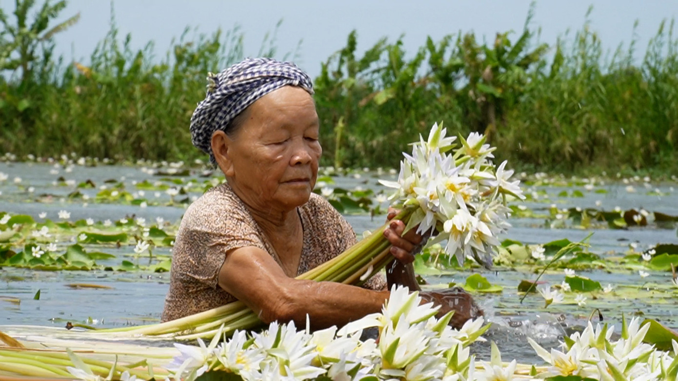 Không trồng được lúa, nhưng bù lại 4.000 m2 đất trồng lúa của bà Trần Thị Ẩn (80 tuổi, ngụ xã Khánh Bình Đông, huyện Trần Văn Thời, Cà Mau) mọc đầy bông súng "ma". Hàng ngày, bà Ẩn lội ruộng nhổ bông súng kiếm tiền trang trải chi phí sinh hoạt.