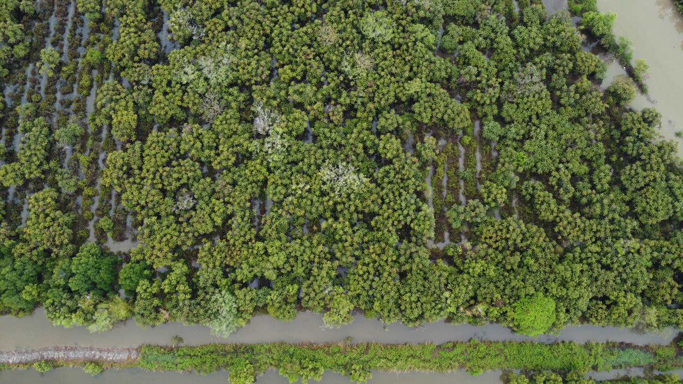 “Chim chóc ở đây trời chập tối mới về nhưng ít lắm. Vườn chim có hơn 50 chủng loại thực vật, trong đó đặc trưng nhất là cây Chà Là, gừa, sộp,…", ông Huỳnh Hạnh Phúc (ngụ ấp Tân Phong, xã Đông Hưng, huyện Cái Nước) cho hay.