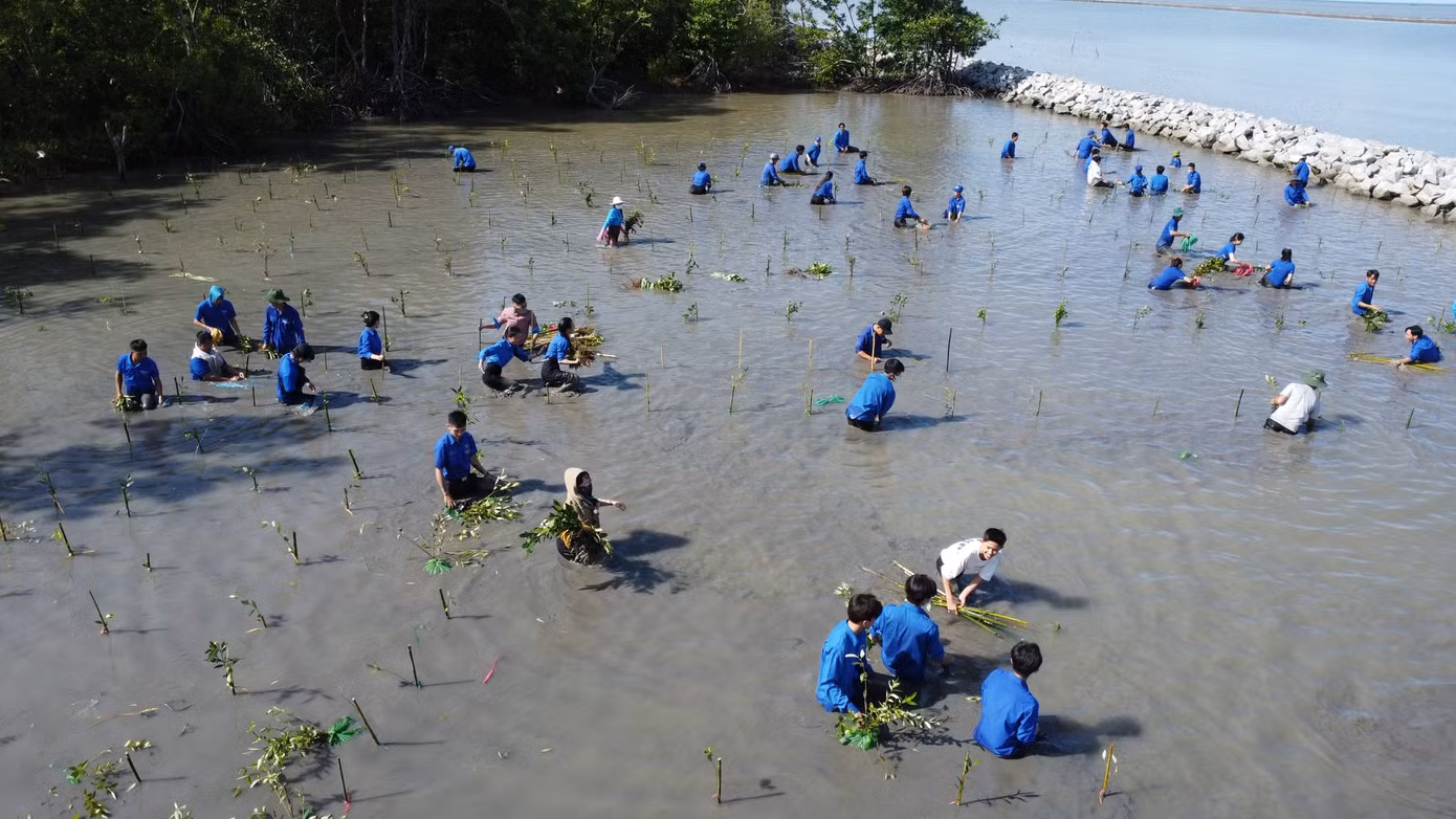 Tuổi trẻ Cà Mau đã thực hiện trồng, chăm sóc, bảo vệ hơn 4.200km bờ kè cây xanh chống sạt lở.