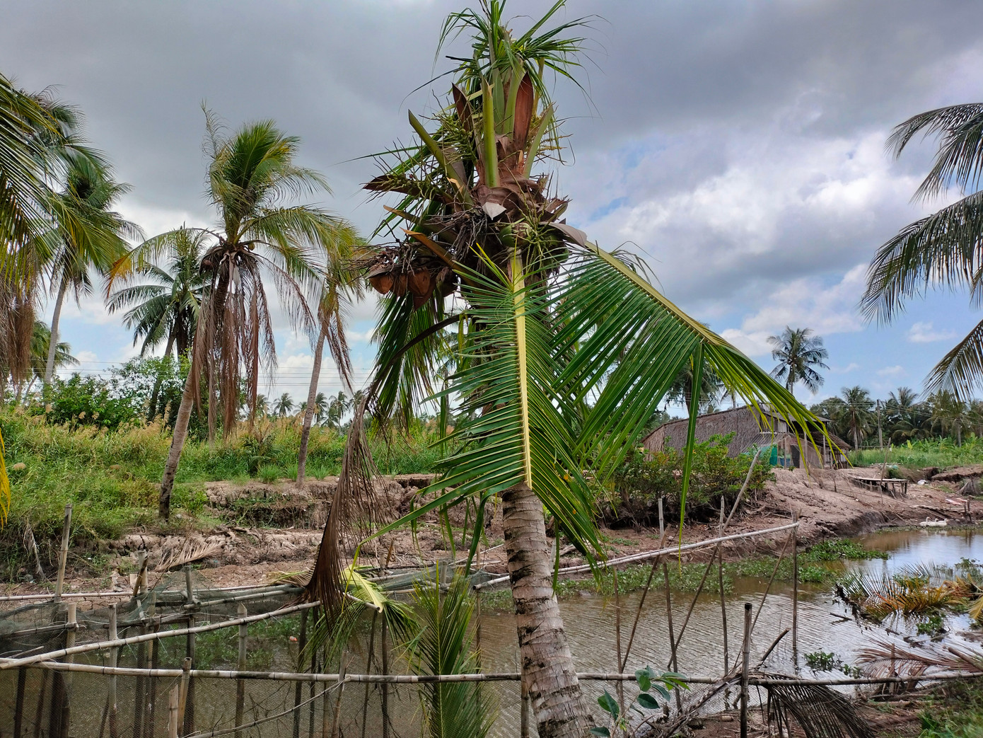 Cắt, tỉa cây ven sông, kênh, rạch làm giảm tải trọng tác động lên công trình giao thông.