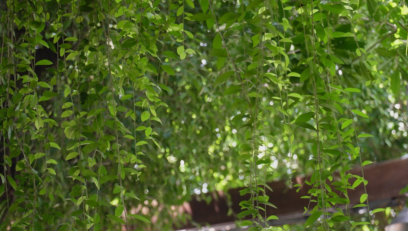 Vườn chim được hình thành từ thời Pháp thuộc. Tháng 8/1986, cùng với vườn chim Bạc Liêu, vườn chim Đầm Dơi… vườn chim Chà Là vào danh sách các khu rừng đặc dụng theo quyết định số 194/CT của Chủ tịch Hội đồng Bộ trưởng (nay là Chính phủ).