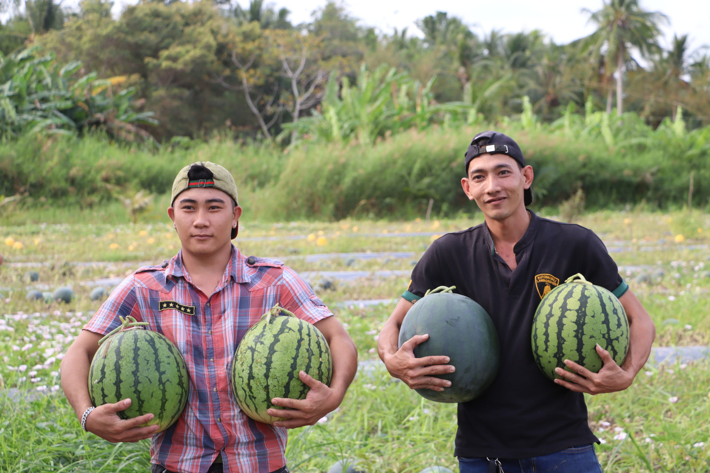 Dưa hấu "khủng" trưng Tết được bán ra thị trường từ 300.000 – 400.000 đồng/cặp. Dưa hấu "khủng" trưng Tết được bán ra thị trường từ 300.000 – 400.000 đồng/cặp.