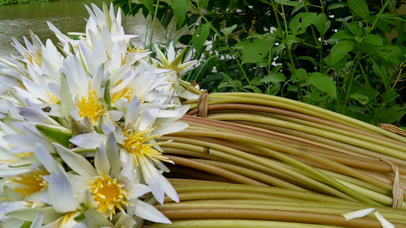 Trung bình mỗi ký bông súng "ma" được người dân bán với giá từ 2.000-3.000 đồng.