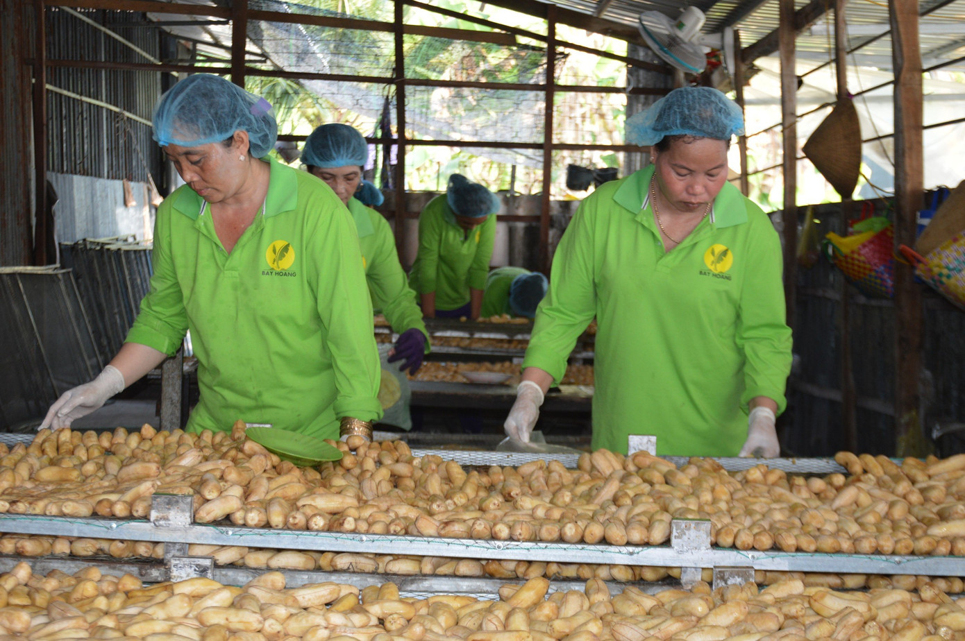 Chị Nguyễn Kiều Tiên, ở ấp 10B, xã Trần Hợi có 10 năm theo nghề ép chuối khô, cho biết dịp giáp Tết nhiều ngày phải làm đến 1-2h mới kịp đơn hàng. Mỗi ngày chị kiếm khoảng 200.000 đồng tiền công.