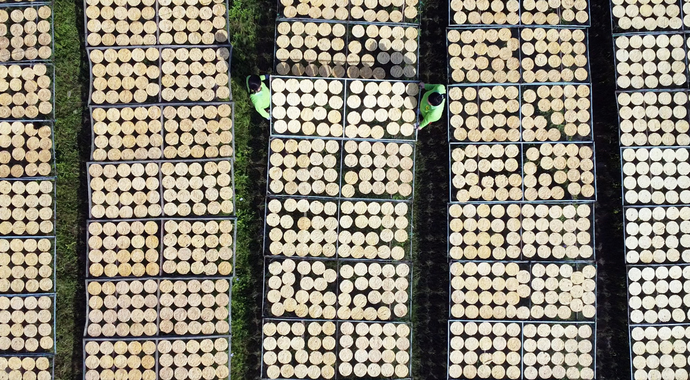 Tại xã Trần Hợi, huyện Trần Văn Thời, tỉnh Cà Mau, làng nghề làm chuối khô đã tồn tại hơn 100 năm nay. Đến nay, làng nghề còn khoảng 40 hộ, nhiều nhất ở các ấp 10A, 10B và 10C.