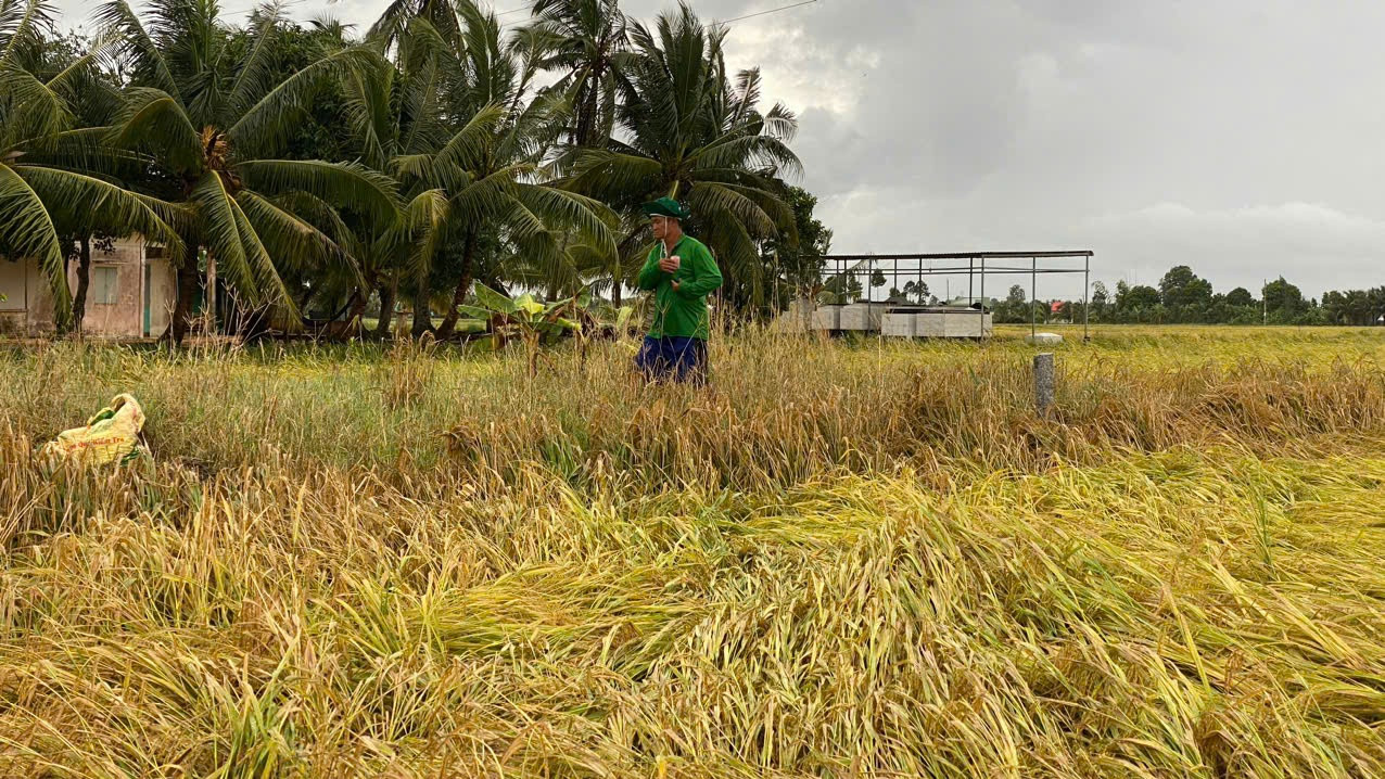 Lúa chín bị ngã đổ làm người nông dân lo lắng Lúa chín bị ngã đổ làm người nông dân lo lắng