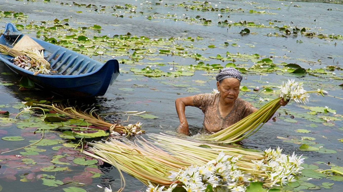 Bà Trần Thị Ẩn đã có 7 năm nhổ bông súng bán, có khi bà đi bán được 50.000-60.000 đồng mỗi buổi sáng.