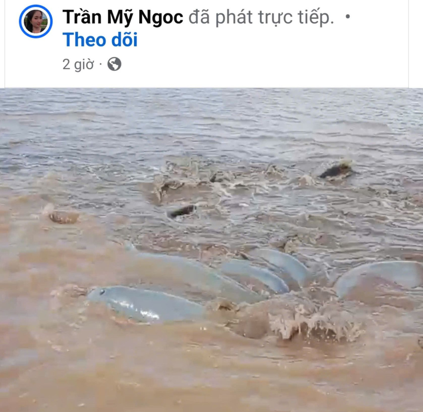 Hình ảnh cá heo mắc cạn được người dân quay lại. Ảnh cắt từ clip. Hình ảnh cá heo mắc cạn được người dân quay lại. Ảnh cắt từ clip.