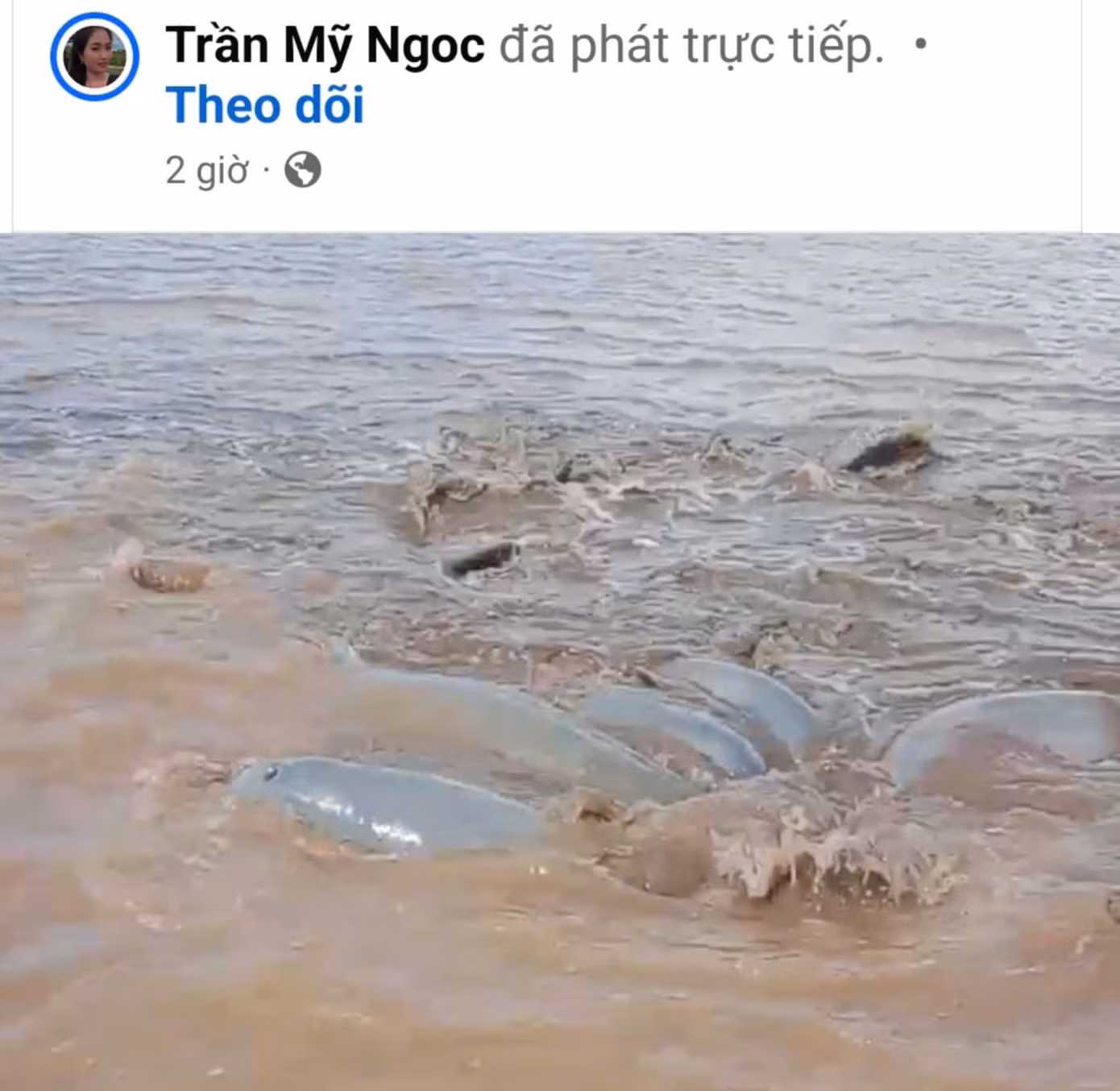 Hình ảnh cá heo mắc cạn được người dân quay lại. Ảnh cắt từ clip.
