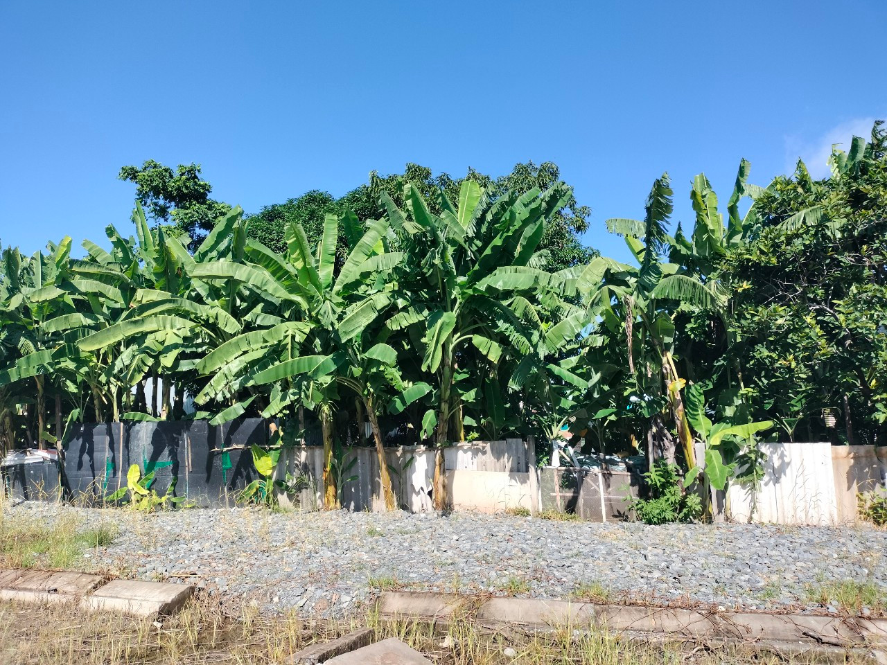 Phần đất ông Thường xây hàng rào lấn chiếm trên phần đất của 3 hộ dân lân cận.