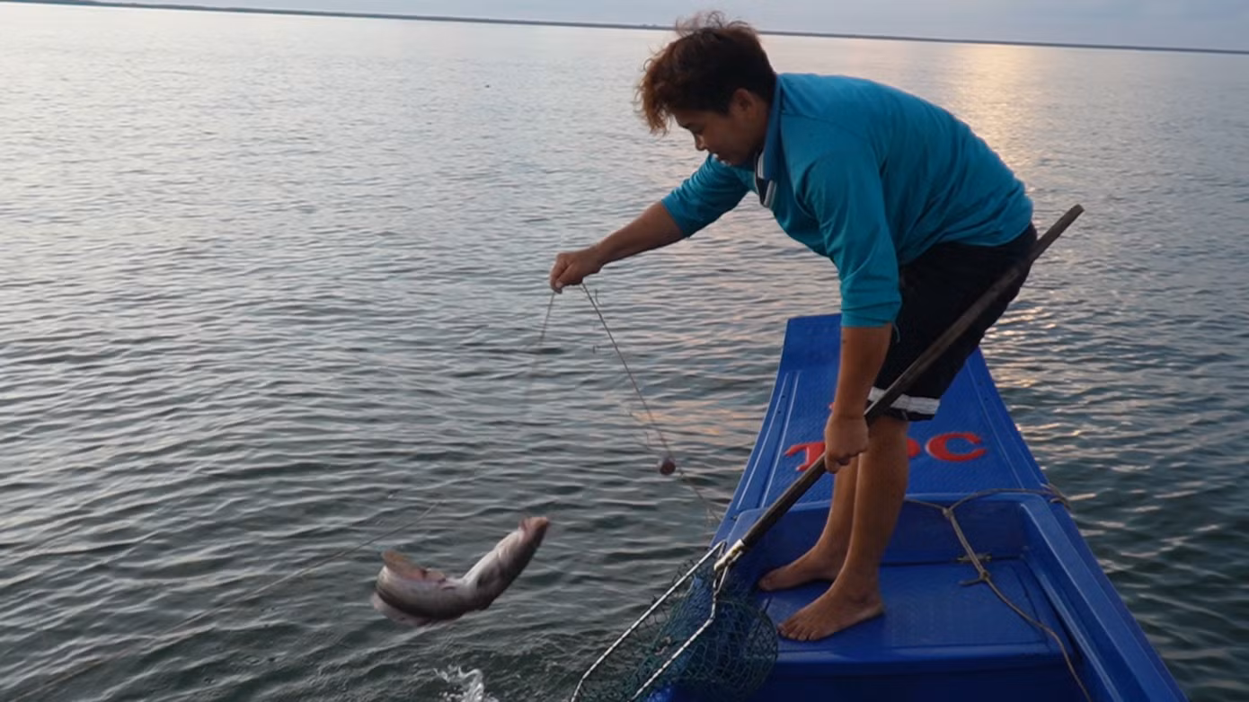Anh Nguyễn Nghi (ngụ huyện Phú Tân, tỉnh Cà Mau) chia sẻ: “Đánh câu này chủ yếu dính cá ngát, cá đuối,…Các lưỡi câu cách nhau không tới gang tay để cá đi ngang qua là dính…”.