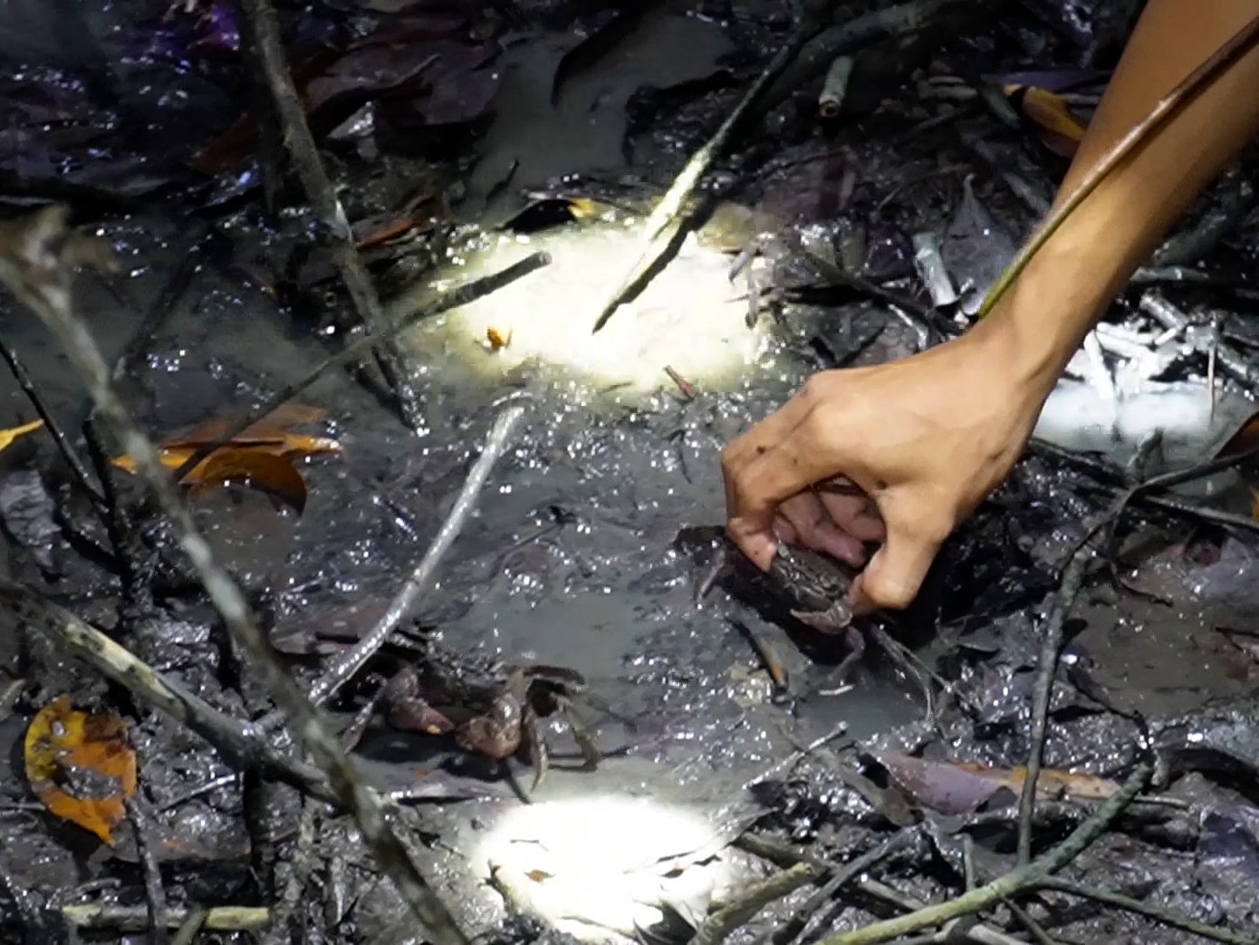 Ba khía thuộc loài cua, có tập tính đào hang, ăn đêm, ban ngày ba khía chui vào hang trú ngụ, ban đêm rời hang đi bắt mồi. Ba khía chủ yếu ăn ốc, cá nhỏ, trái mắm...