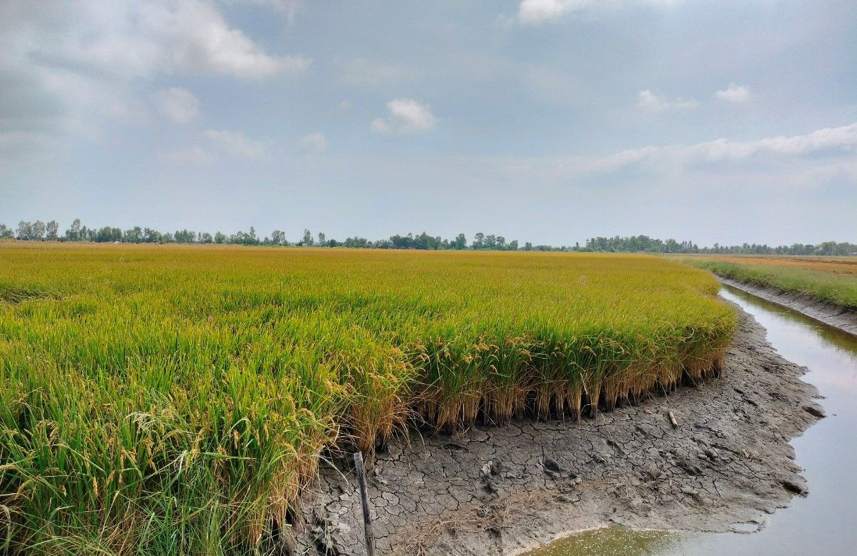 Mô hình lúa - tôm tại huyện Thới Bình. Mô hình lúa - tôm tại huyện Thới Bình.